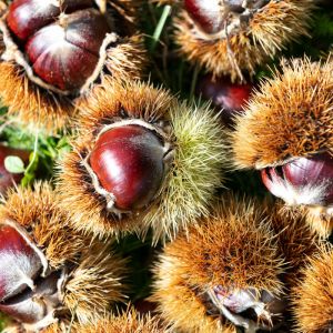 Edelkastanien in Eibiswald