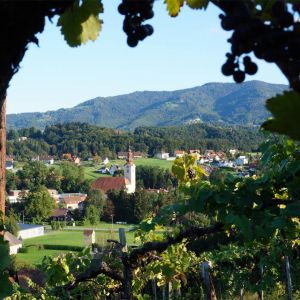 In Eibiswald wachst die Schilchertraube